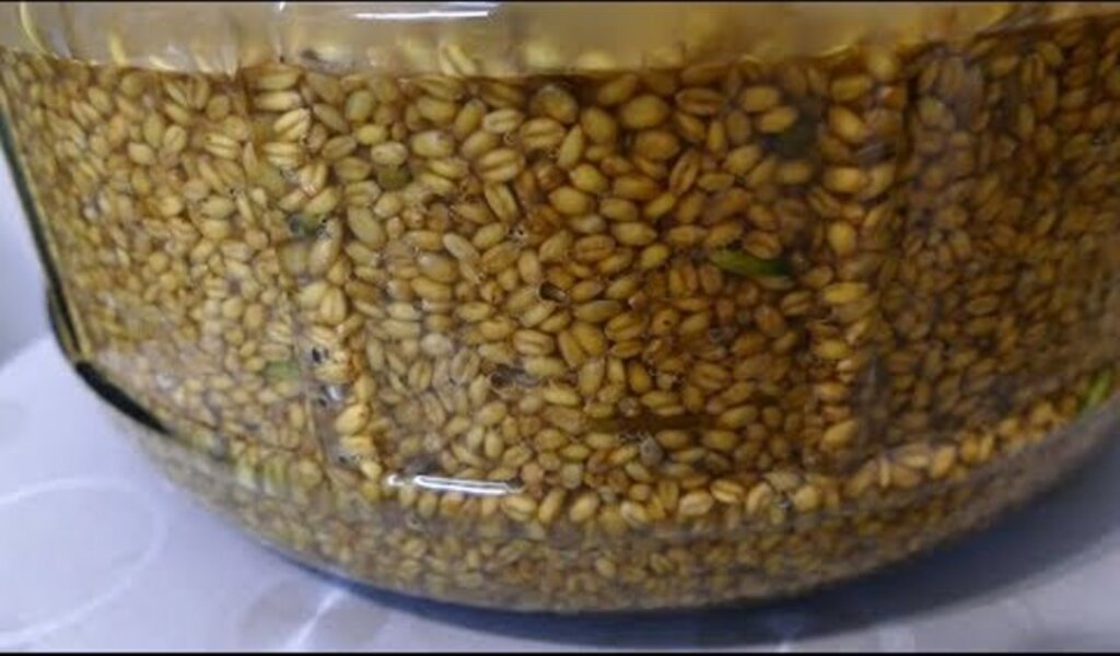 Классический рецепт пшеничного самогона