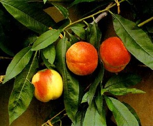 персики на дереве
