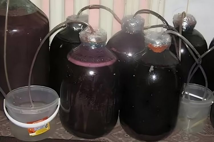 рецепт домашнего вина из черноплодной рябины