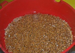 замачивание зерна для проращивания