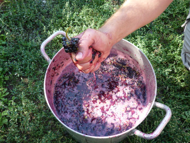 Изготовление домашнего вина из винограда: от выбора сорта до розлива
