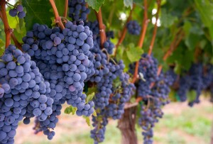 виноград винный