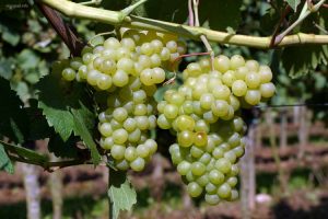 Бьянка - сорт винограда для вина