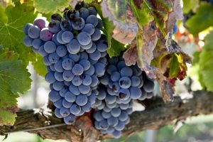 Гренаш Нуар - сорт винограда для вина