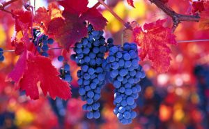 Карменер - сорт винограда для вина