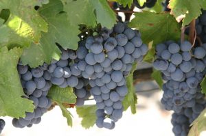 Мурведр - сорт винограда для вина