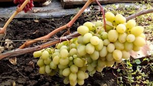 Мускат белый - сорт винограда для вина