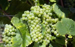 пино блан - сорт винограда для вина