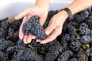 Пино Нуар - сорт винограда для вина