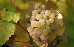 рислинг - сорт винограда для вина
