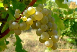 Совиньон Блан - сорт винограда для вина