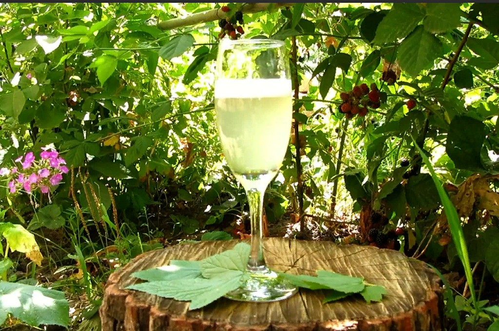 Рецепт шампанского в домашних условиях. Шампанское из виноградных листьев. Вино из листьев смородины. Оранжерея Цезаря из шампанское и розы.